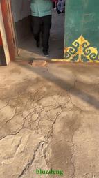 下鄉收貨老太太有物件，鄉村裡收的粗瓷四系罐，個頭不小，器型1243 歷史價格詳細信息