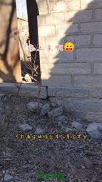 下鄉一角小纖雲愛藏金盾67分無45443 歷史價格詳細信息