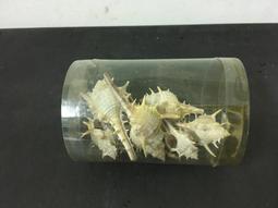 WH28546【四十八號老倉庫】二手 漂流木 文創 微調 桌燈 檯燈 高34cm 1盞價【懷舊收藏拍片道具】 歷史價格詳細信息