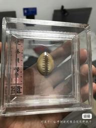 蚌貝幣公博評級美80非海貝幣骨貝幣石貝幣玉貝幣銅貝幣陶貝幣母9231 歷史價格詳細信息