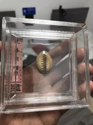 蚌貝幣公博評級美80非海貝幣骨貝幣石貝幣玉貝幣銅貝幣陶貝幣母9231 歷史價格詳細信息