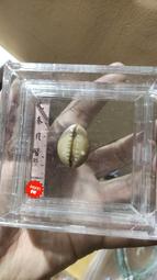 蚌貝幣公博評級美80非海貝幣骨貝幣石貝幣玉貝幣銅貝幣陶貝幣母9231 歷史價格詳細信息