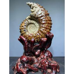 億萬年 形成  【天然老礦 琥珀特極品】 原礦13.5ㄨ12.5ㄨ4.2cm(322g)《有天然琥珀之香氣》 =S2-67 歷史價格詳細信息