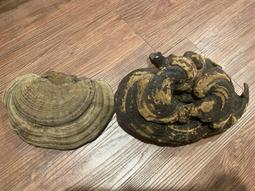 吉祥如意靈芝抱子玉如意，老料和闐白玉老醫生舊藏件釋出，僅有一件。 歷史價格詳細信息