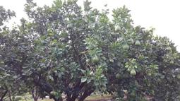 **圖片沒有更新，改賣G1**小米台灣公司貨 全省一年保固 小米 米家 小米 石頭掃地機器人 板橋 可面交 請看關於我 歷史價格詳細信息