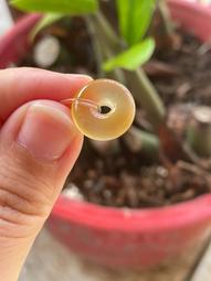 北紅哦你也遜g瑪瑙極品高熒光酒紅線一線手串高熒光江 歷史價格詳細信息