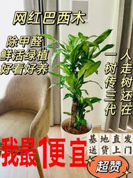 巴西木盆栽矮桿幸運木土培老樁盆景室內辦公室家居大型植物 歷史價格詳細信息