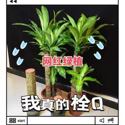 巴西木盆栽矮桿幸運木土培老樁盆景室內辦公室家居大型植物 歷史價格詳細信息