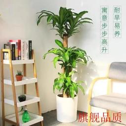 巴西木盆栽矮桿幸運木土培老樁盆景室內辦公室家居大型植物 歷史價格詳細信息