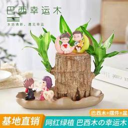 巴旦木盆栽巴西木幸運木格魯特樹人室內桌面水培綠植四季好養桌擺 歷史價格詳細信息