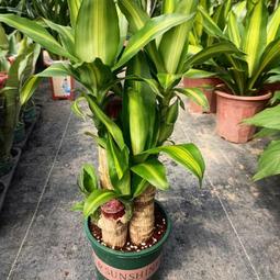 巴西木水培幸運木帶芽發貨小盆栽室內辦公室桌面水養懶人植物擺件 歷史價格詳細信息