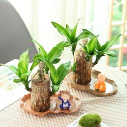 巴西木開花水養幸運木情侶款水培植物巴旦木室內可開花綠植盆栽 歷史價格詳細信息