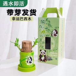 巴西木水養幸運木開花格魯特小樹人四季綠植室內桌面盆栽水培植物 歷史價格詳細信息