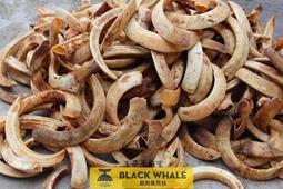 天然原生態高密白玉菩提根手串繞指柔男女單圈手串手錬 歷史價格詳細信息