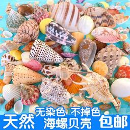 天然海螺貝殼 花斑長旋螺5-7cm 造景魚缸 地臺擺設 攝影道具,特價 歷史價格詳細信息