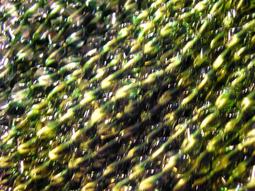 ~奇芽 水晶.寶石~ 天然-老礦 東菱玉 6mm AAA極品 長度35cm 一標一條 * ＝大批發場＝ 歷史價格詳細信息