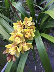 虎頭魯士 (加強版) 龍婆本 增加勇氣智慧.鎮邪擋險辟陰.可看管古曼【泰國精品】已開光加持泰國佛牌 歷史價格詳細信息