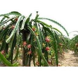 紅舖子*清庫存EPSON  T007 原廠黑色墨水匣 另有T007/T009/T013/T014/T0321/T0423 歷史價格詳細信息