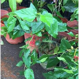 60公分果菜園（首刷隨書限量附贈茄子種子包）【金石堂】 歷史價格詳細信息