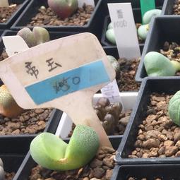 多肉植物。南非龜甲龍3吋盆 實物拍攝可超商郵局取貨 歷史價格詳細信息