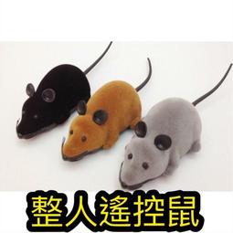 老鼠喝貓奶 (粉版) 龍婆塔 龍婆TA 龍普塔 【泰國精品】已開光加持泰國佛牌 歷史價格詳細信息