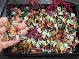 (49) 南斯拉夫紙鈔....5仟億( 附防塵套) 歷史價格詳細信息