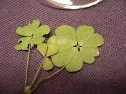 ♣ 幸運草工坊 ♣ 四+四葉幸運草 ♣ (天然酢漿草壓花) 生日 考生 情人節 禮物 10008-92 歷史價格詳細信息