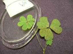 ♣ 幸運草工坊 ♣ 四+四葉幸運草 ♣ (天然酢漿草壓花) 生日 考生 情人節 禮物 10008-92 歷史價格詳細信息