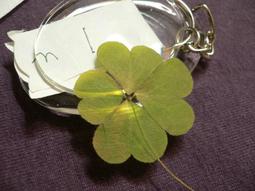 ♣ 幸運草工坊 ♣ 四+四葉幸運草 ♣ (天然酢漿草壓花) 生日 考生 情人節 禮物 10008-92 歷史價格詳細信息