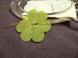 ♣ 幸運草工坊 ♣ 雙重四葉幸運草 ♣ (天然酢漿草壓花) 生日 考生 情人節 禮物 10008-96 歷史價格詳細信息