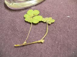 ♣ 幸運草工坊 ♣ 四+四葉幸運草 ♣ (天然酢漿草壓花) 生日 考生 情人節 禮物 10008-92 歷史價格詳細信息