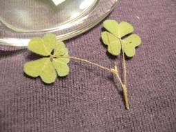 ♣ 幸運草工坊 ♣ 四葉幸運草 ♣ (天然酢漿草壓花)  2.8cm手機吊飾-2 歷史價格詳細信息