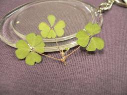 ♣ 幸運草工坊 ♣ 雙重四葉幸運草 ♣ (天然酢漿草壓花) 生日 考生 情人節 禮物 10008-96 歷史價格詳細信息