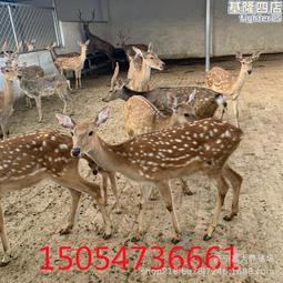 養隻寵物 恐龍 項鍊 暴龍 恐爪龍 劍龍 歷史價格詳細信息