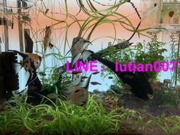 【熱賣】魚缸背景貼紙背景紙畫魚缸3d高清圖魚缸底靜電貼珊瑚石造景裝飾畫 歷史價格詳細信息