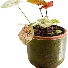 小紅瓦屋.古早味懷舊童玩軟膠啾啾長頸鹿熊熊狗狗娃娃高15CM(老時光櫥窗老玩具) 歷史價格詳細信息