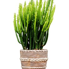 小紅瓦屋,手工編織5公分迷你Q比娃娃可穿的白色滾藍邊毛線澎澎有3款(KEWPIE奶油娃娃) 歷史價格詳細信息