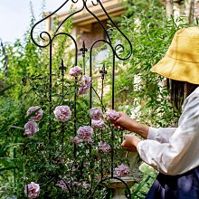 鐵藝爬藤架薔薇綠蘿架子月季柵欄陽臺庭院室內戶外室外家用爬藤架 歷史價格詳細信息