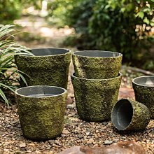 花泥插 大號15入組 永生花材料 乾燥花材料 手作材料 使用於乾花泥 可製作永生花盅 歷史價格詳細信息