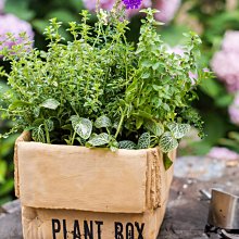 花架北歐室內家用陽臺裝飾置物架子鐵藝客廳簡約花盆植物掛架黃金葛 歷史價格詳細信息