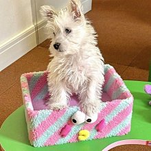 韓國ins小眾設計可愛考拉book筆電包ipad平板內膽收納包 歷史價格詳細信息