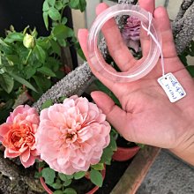 RoseQuartz粉晶手鍊～窄版～《媚2款》～手圍16.5號（舒服）、手圍17號（合手）、內徑52mm寬14厚7mm，玫瑰石英、芙蓉玉石、薔薇水晶～熊寶貝珠寶 歷史價格詳細信息