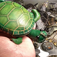 【 金王記拍寶網 】S2178  老王與豐子愷的對畫 水墨顏彩畫手繪小品一張 王大有款 罕見 老王畫丰子系列 藝術無價~ 歷史價格詳細信息