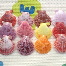 天然海螺貝殼 花斑長旋螺5-7cm 造景魚缸 地臺擺設 攝影道具,特價 歷史價格詳細信息