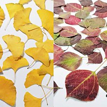 真樹杆金色仿真大樹胡楊樹 人造白樺樹室內裝飾造型仿真樹 歷史價格詳細信息