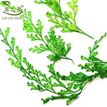 樹葉標本冷裱膜自粘高光/啞光相片塑封膜過塑膜塑封A4自封膜A3塑封紙照片A6保護膜過膠膜覆膜紙6寸植物亞光膜淺語微微笑 歷史價格詳細信息