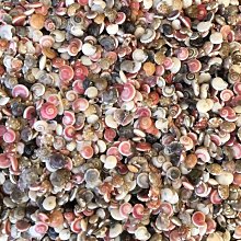 彩虹蝸牛拖拉車顏色認知配對木質疊疊樂積木兒童套柱益智早教玩具 歷史價格詳細信息