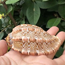天然海螺貝殼 花斑長旋螺5-7cm 造景魚缸 地臺擺設 攝影道具,特價 歷史價格詳細信息