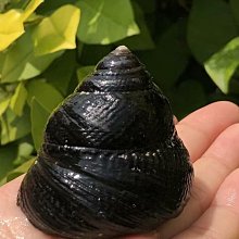 【水族造景飾品】假枯樹枝H7853(水族擺設、生態造景、草缸擺設) 歷史價格詳細信息