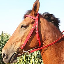 馬籠頭韁繩純牛皮牽馬繩韁繩馬具拴馬套馬裝備新款龍套金屬扣大氣 歷史價格詳細信息
